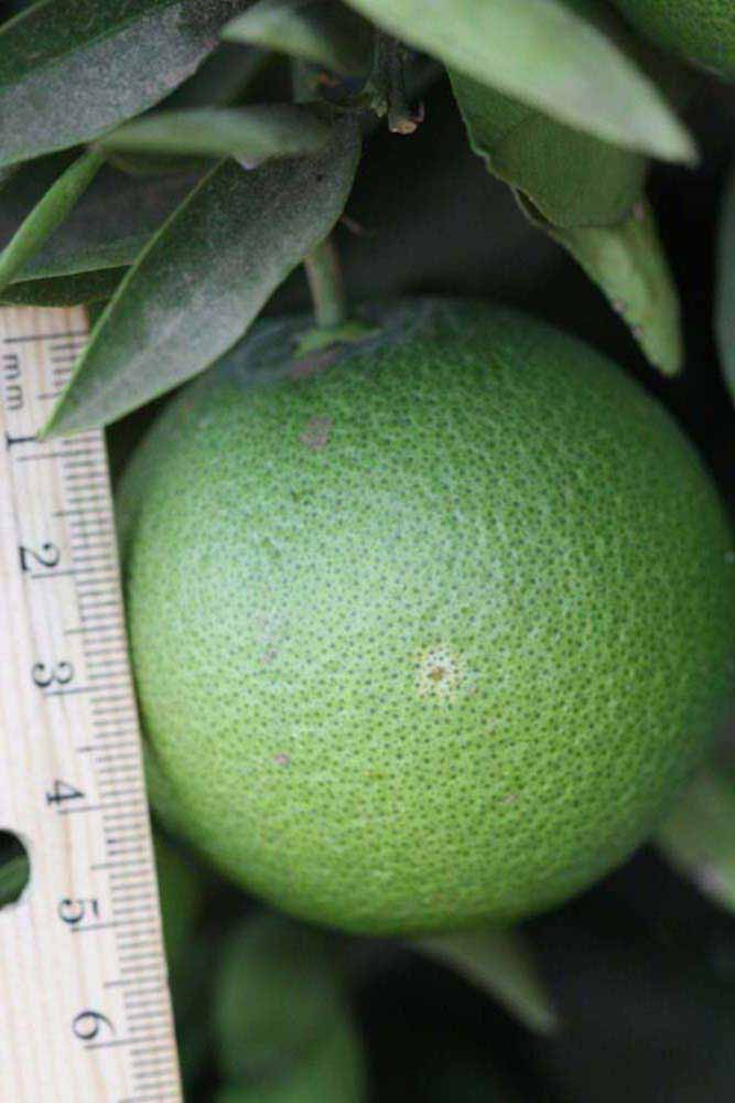            Immature fruit (Riverside, CA)   